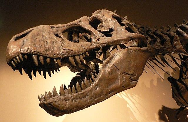 Encontrado Sue, o maior fóssil de Tiranossauro rex já descoberto