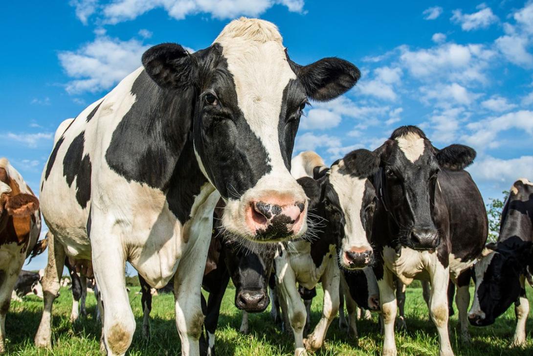 Começa alarme pelo Mal das Vacas Loucas